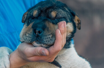 male palm holds muzzle of half-breed Shar Pei puppy