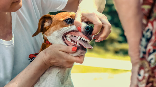 handler shows teeth of a Jack Russell Terrier to an expert