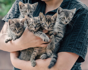 bunch of tabby kittens in female hands