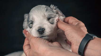 muzzle of a white puppy of the South Russian Shepherd breed in female hands