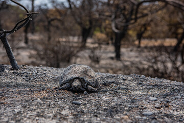 the forest after the fire