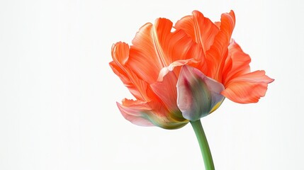 Vibrant parrot tulip close up on white background beautiful flower petals texture