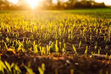 Bright green sprouts sprout from fertile soil. Small green plants in an agricultural field at...