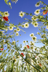 Klatschmohn (Papaver rhoeas), Blumenwiese im Frühling, Neusiedl