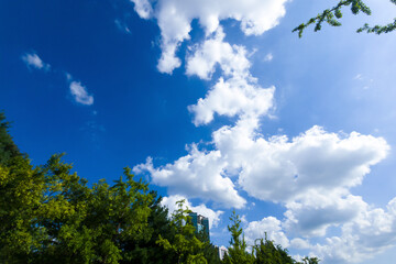 Daytime Beautiful Blue sky with fluffy cumulus clouds, framed by lush green trees, for a background