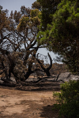 the forest after the fire