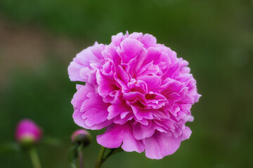 Pink peony flower
