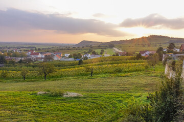 Obraz premium Jois, Neusiedler See, Burgenland, Austria, Österreich