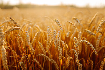 Close-up of golden ears of wheat, earing in the rays of the sunset. Ripe wheat on a golden...