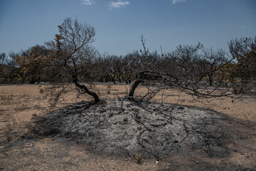 the forest after the fire
