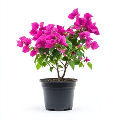 Vibrant Purple Bougainvillea in Black Pot Against White Background