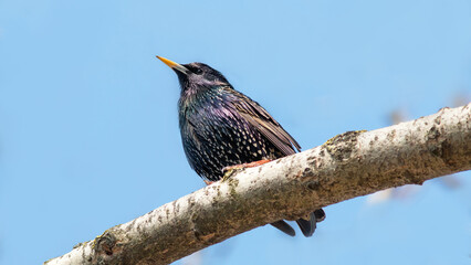blackbird on a branch
