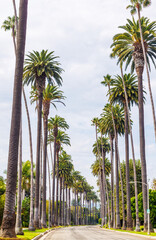 Iconic Beverly Hills street lined with towering palm trees under a bright sunny sky © Evgeny Karandaev