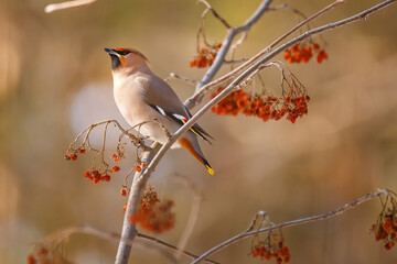 Portrait of a waxwing passerine bird breeding in northern coniferous forests