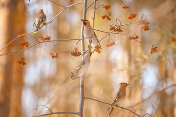 Portrait of a waxwing passerine bird breeding in northern coniferous forests