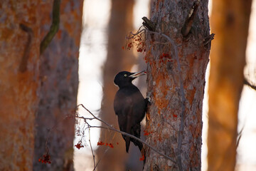 A black woodpecker perched on a tree trunk The bird’s focused expression and natural setting create a serene, detailed outdoor scene.