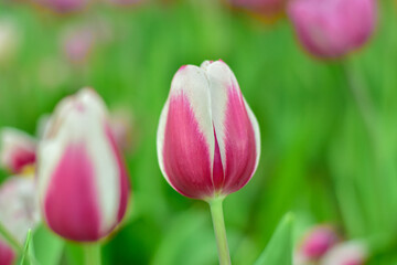 Fototapeta premium Pink and White Tulips Blooming in a Lush Garden