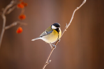 A beautiful yellow-breasted tit sits on a tree.
A great tit songbird sits on a tree branch.