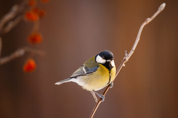 A beautiful yellow-breasted tit sits on a tree.
A great tit songbird sits on a tree branch.