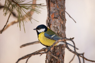 Fototapeta premium A beautiful yellow-breasted tit sits on a tree. A great tit songbird sits on a tree branch.