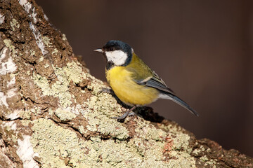 A beautiful yellow-breasted tit sits on a tree.
A great tit songbird sits on a tree branch.