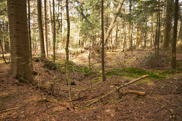 las,las iglasty,drzewo,drzewa,wiosna © Marcin Łazarczyk