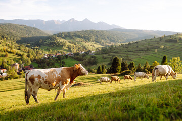 Fototapeta premium Cows graze in a lush green valley under the warm sun. Wild animals roam freely against a picturesque mountain backdrop at sunset. Nature, landscape, freedom concept.