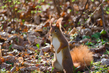 red squirrel sitting on the ground on the blurred background close-up