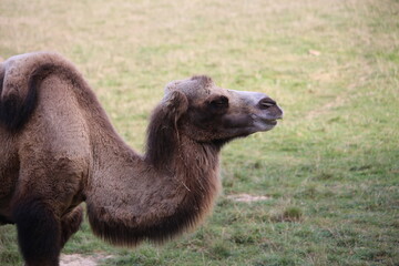 A dromedary camel with brown fur and a bushy mane around its neck.