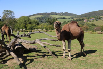dromedary camel in its natural habitat