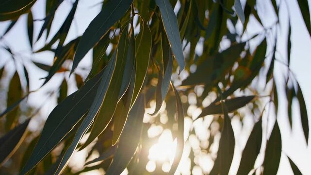 Eucalyptus leaves lit by soft sunlight creating shadow patterns. Medicinal plant with therapeutic essential oils for respiratory treatments. Natural healing foliage showing organic botanical remedy
