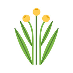 Billy ball flowers with leaves, stems. Craspedia, summer floral plant with round yellow buds, leaf. Spring blossoms. Wildflower bloom. Botanical flat vector illustration isolated on white background