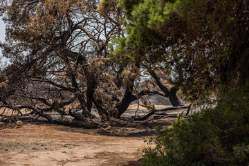 the forest after the fire