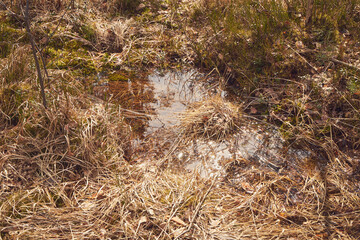 bagno,moczary,woda,las,wiosna 