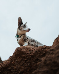 portrait of a corgi cardigan puppy dog