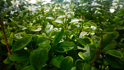 green leaves in the garden