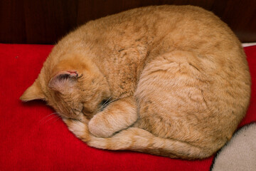 Ginger cat sleeping on red background. Red cat lying on the bed