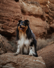 portrait of a shetland sheepdog