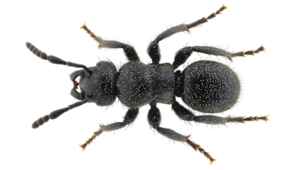 Close up of a shiny black ant with six legs and antennae on a black background in high definition