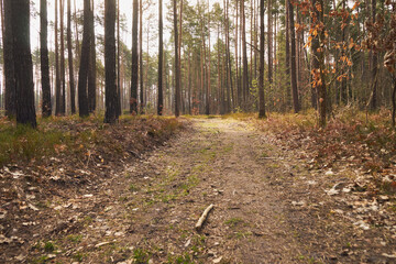 drzewa,leśna droga,leśna ścieżka,las mieszany,wiosna 
