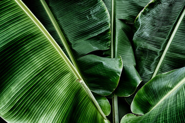 Banana leaf texture, Green nature background