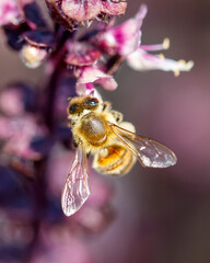 A bee is sitting on a purple flower