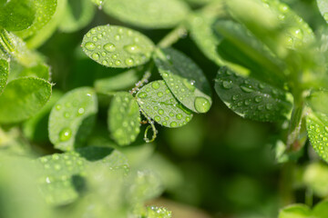雨に濡れた葉っぱ
