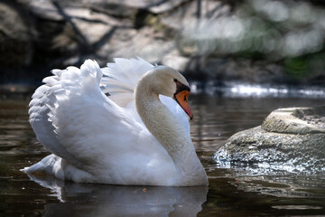 Cisne vulgar en una bonita pose en un estanque