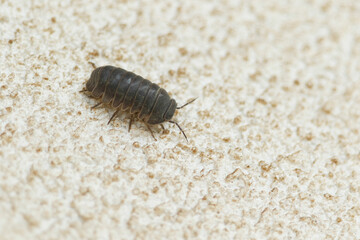 A Woodlouse climbing a wall.