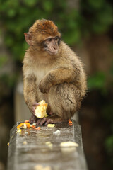 A cute baby Barbary Macaque sitting on a wall on the rock of Gibraltar on a foggy rainy day eating...