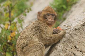 A cute baby Barbary Macaque sitting on the rock of Gibraltar on a foggy rainy day eating.