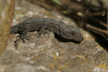 A Moorish Gecko, Tarentola mauritanica, on a rock enjoying the sunshine.