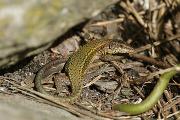 An Andalusian Wall Lizard, Podarcis vaucheri, warming itself at the edge of a rock.