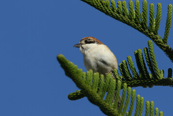 A rare hunting Woodchat Shrike, Lanius senator, perching on a branch of a Norfolk Island Pine tree.